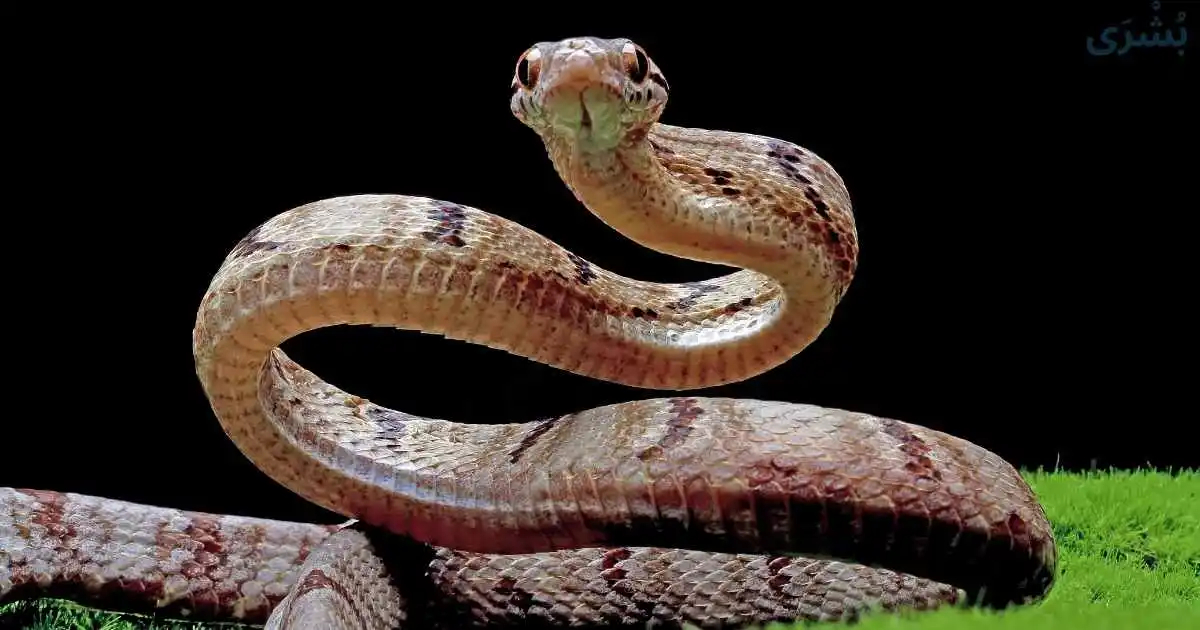 تفسير حلم لدغة الثعبان في اليد