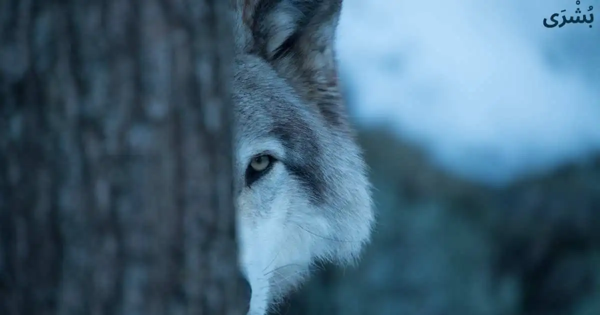 تفسير رؤية الذئب في المنام