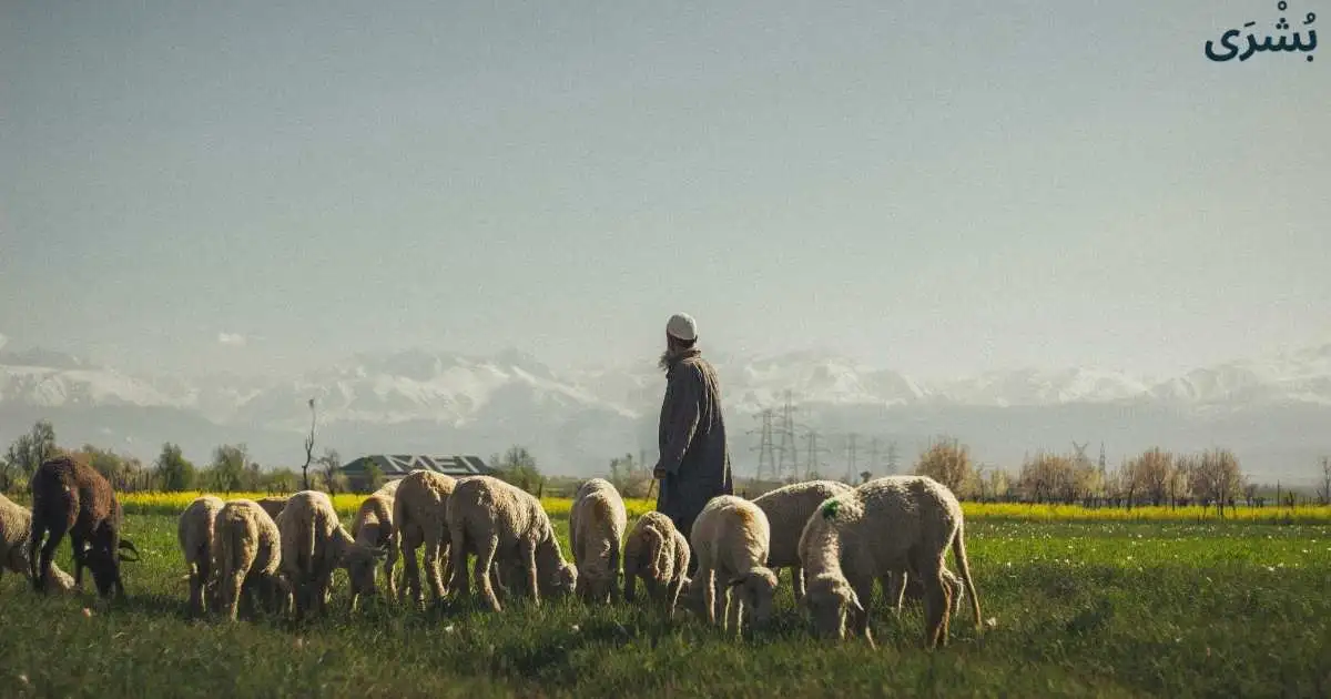 تفسير رؤية الغنم في المنام