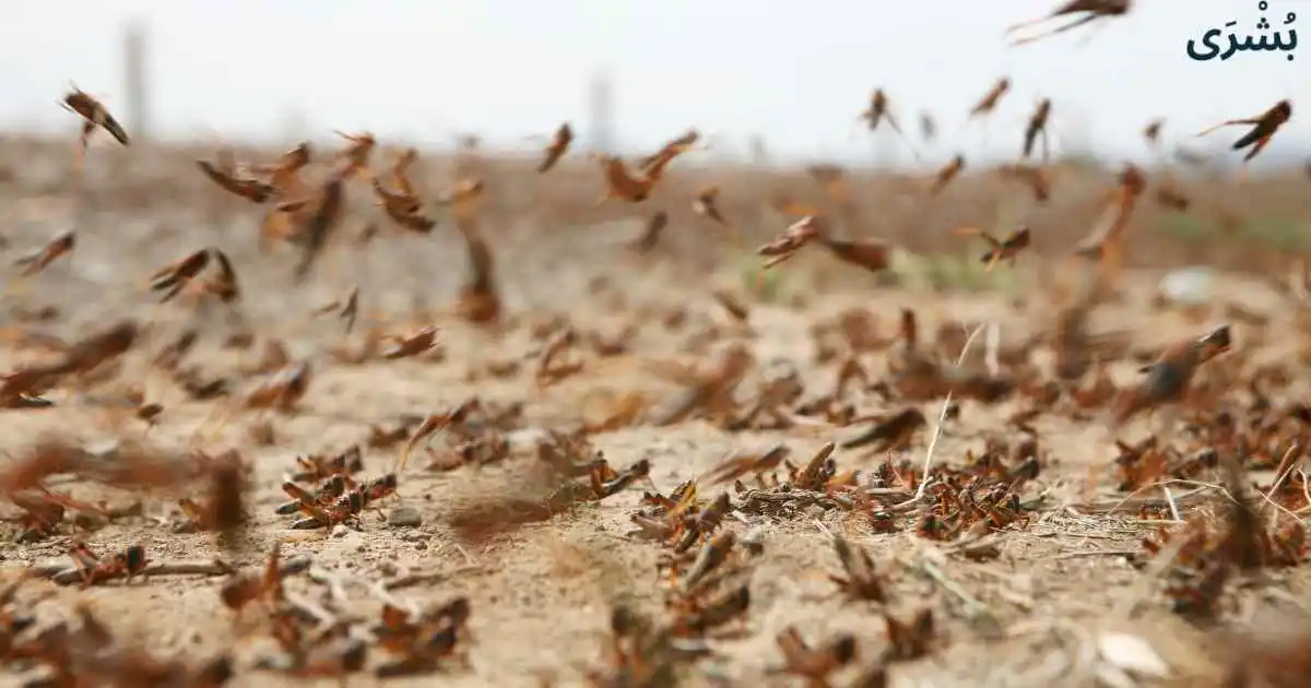 تفسير رؤية الجراد في المنام