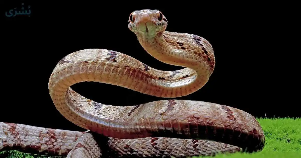 تفسير رؤية الحية في المنام