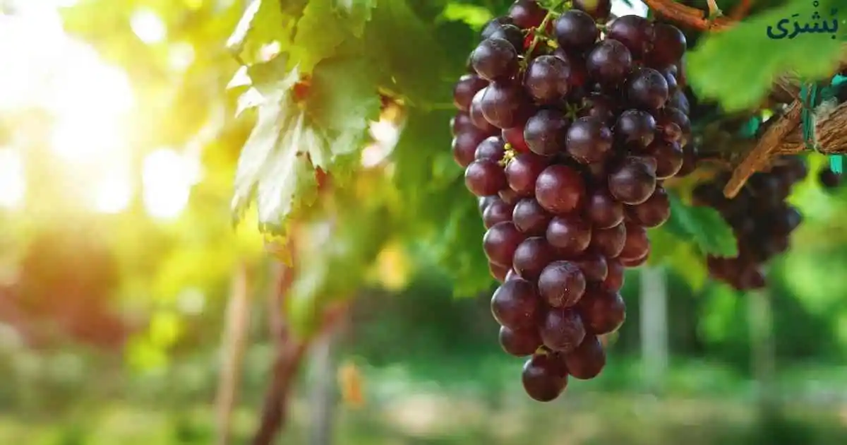 تفسير رؤية العنب في المنام للعزباء