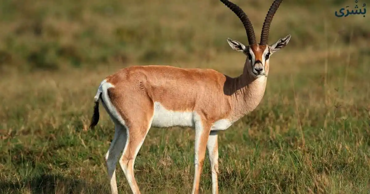 تفسير رؤية الغزال في المنام للعزباء