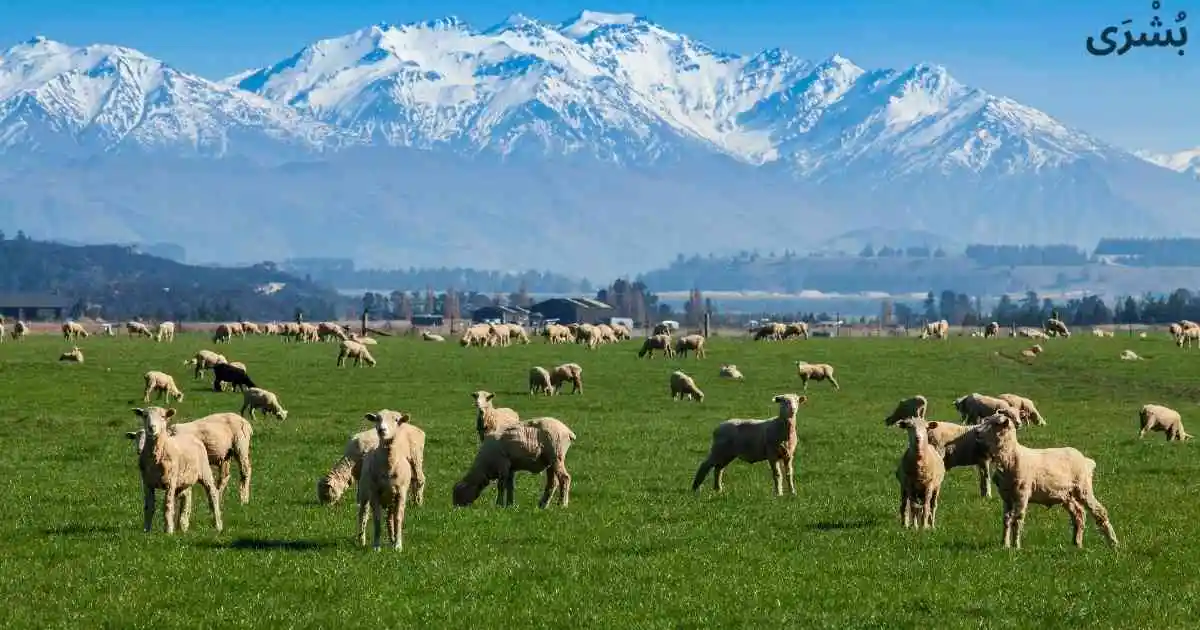 تفسير رؤية الغنم في المنام للرجل