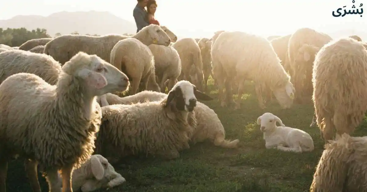 تفسير رؤية الغنم في المنام للمتزوجة