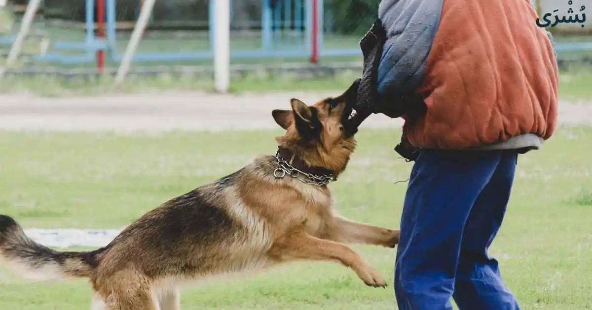 تفسير هجوم الكلاب في المنام