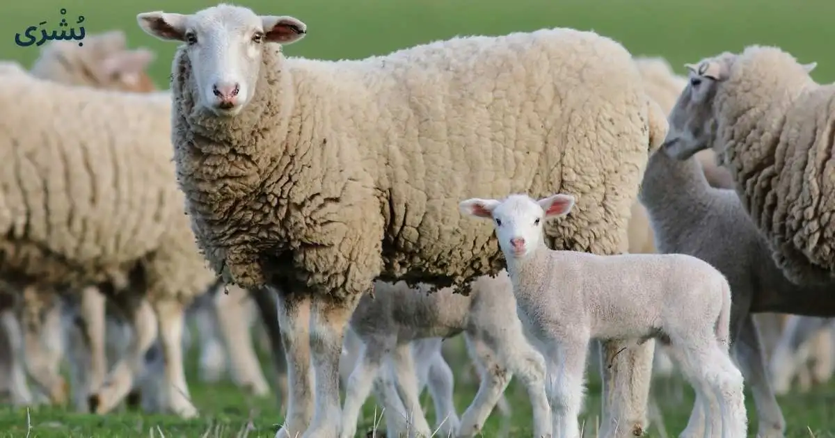 تفسير حلم ذبح الخروف في المنام