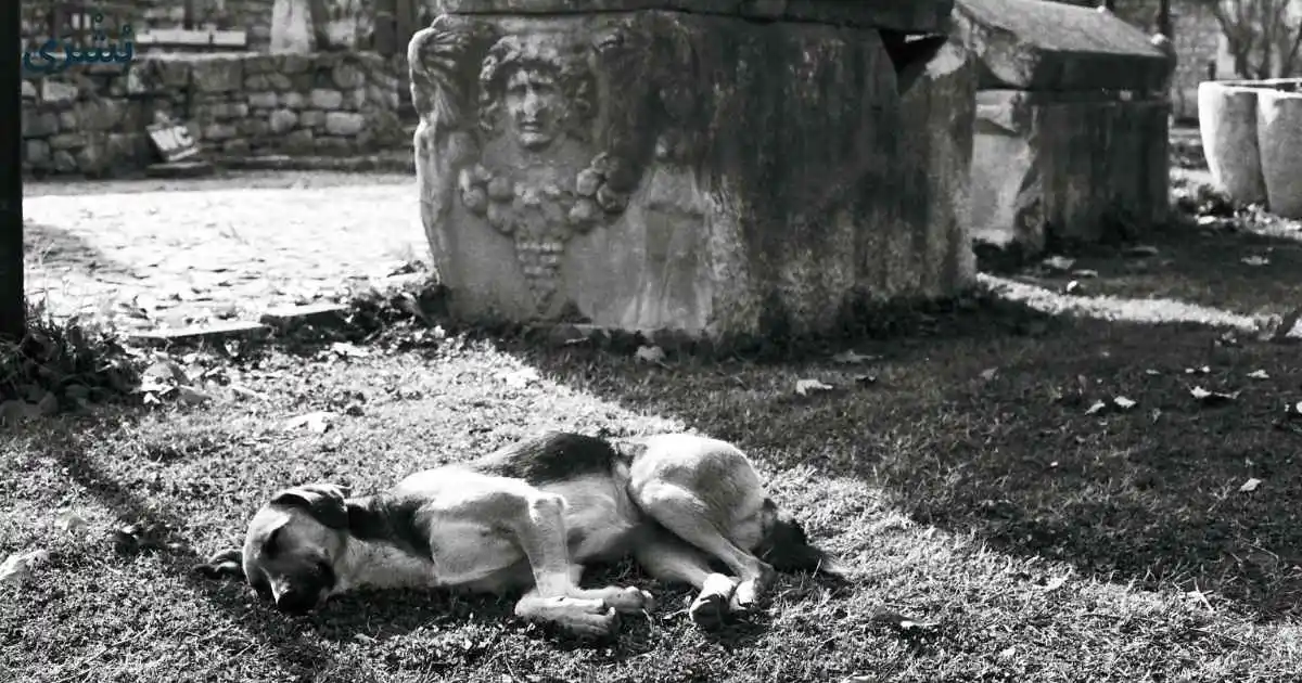 تفسير حلم الجثث في المنام