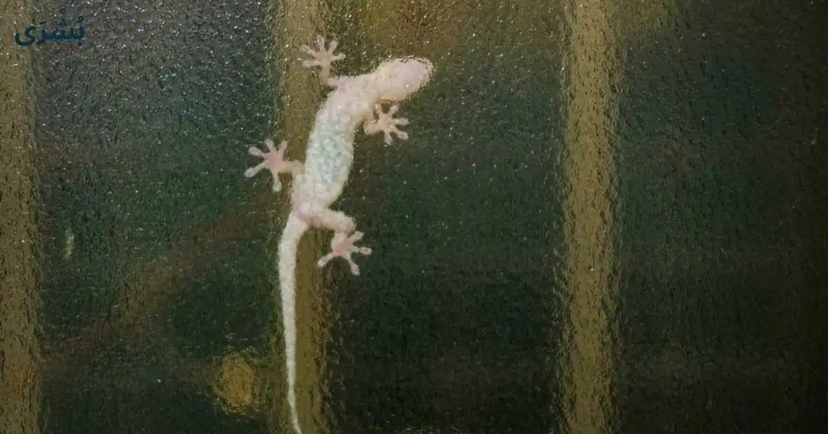 تفسير رؤية البرص في المنام