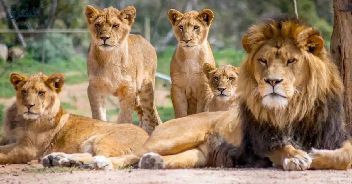 تفسير رؤية الاسد في المنام