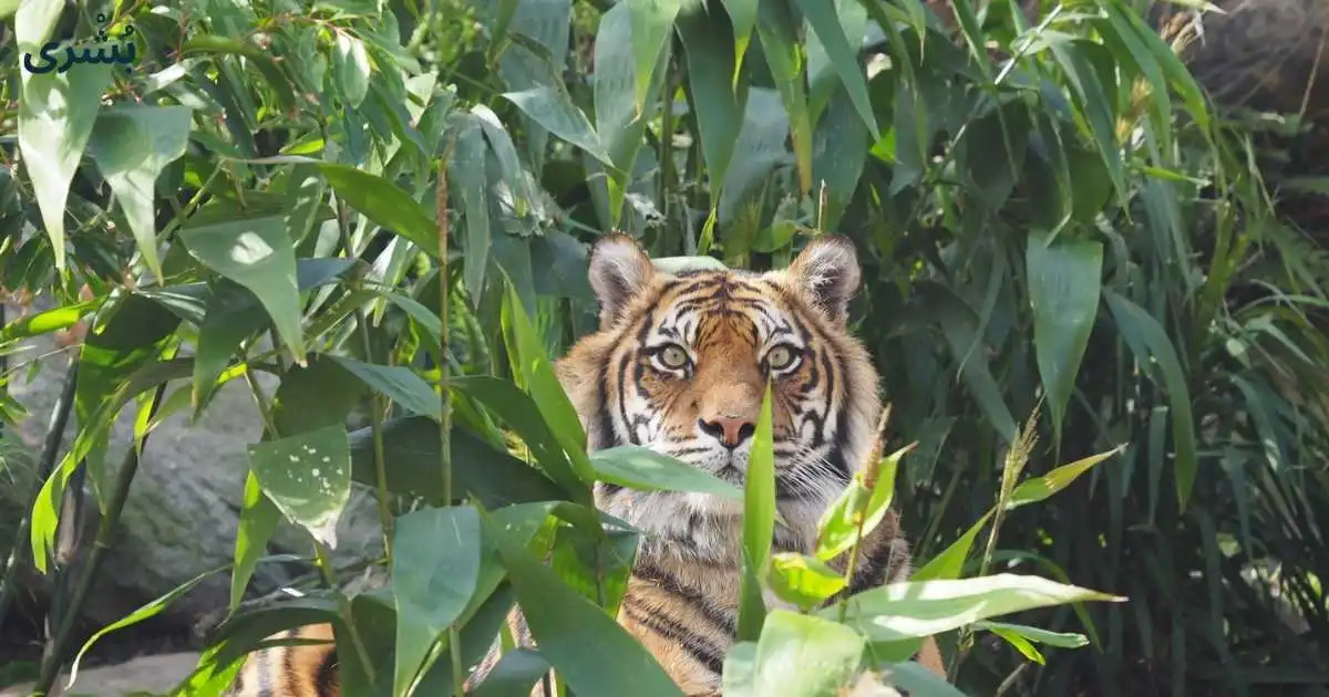 تفسير رؤية النمر في المنام