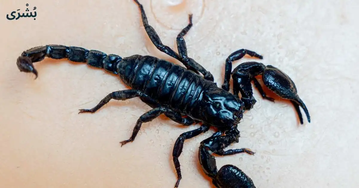 تفسير رؤية العقرب في المنام