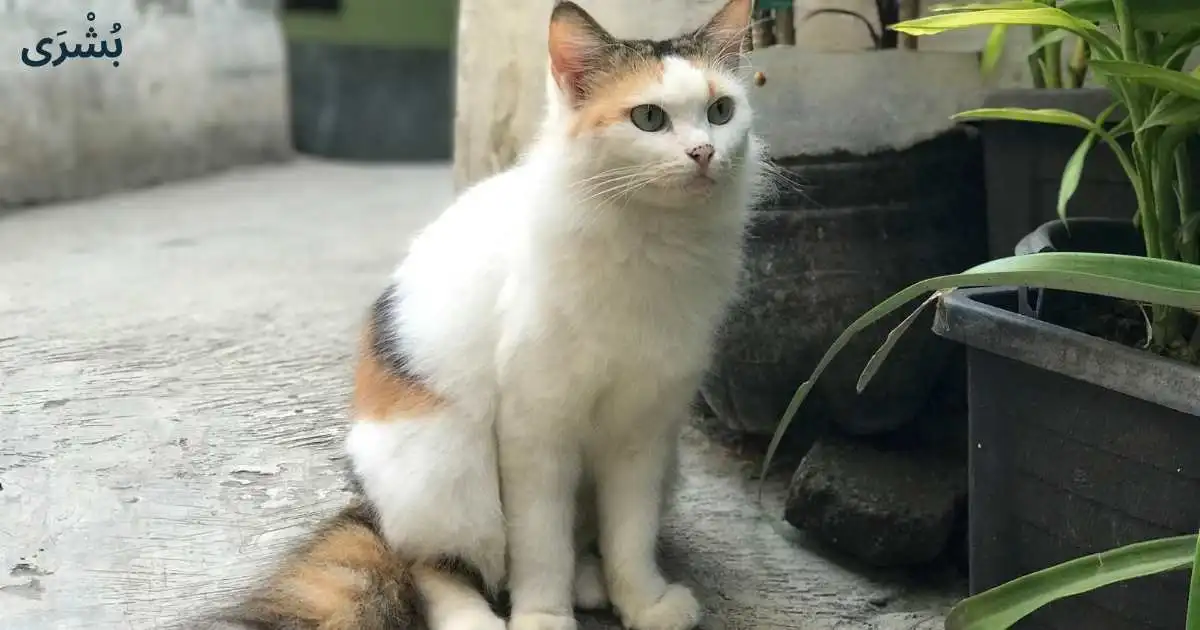 تفسير رؤية القطط في المنام للمتزوجة